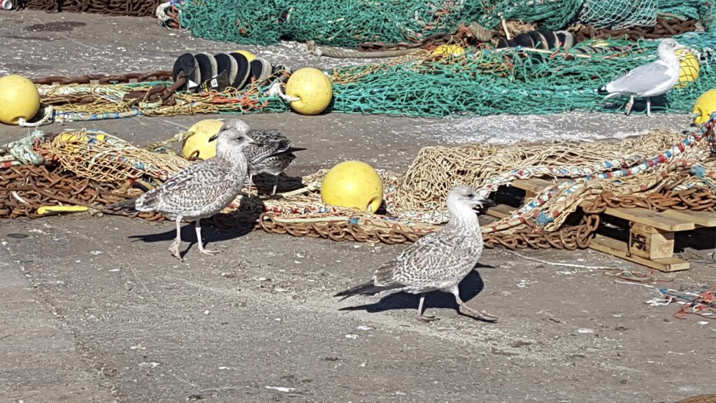 mouettes brunes, des oiseaux proches des hommes