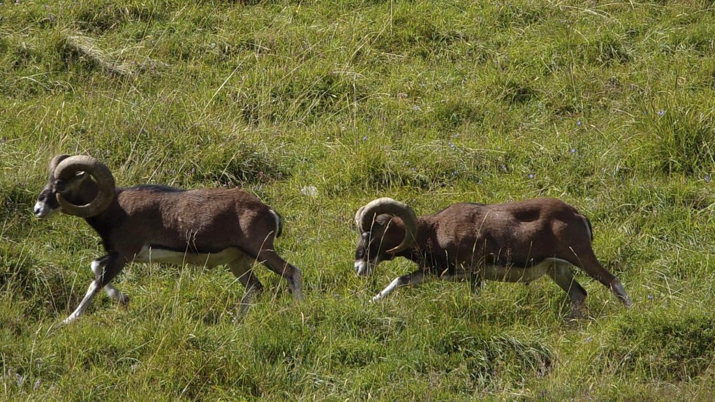 mouflons sauvages en haute Savoie