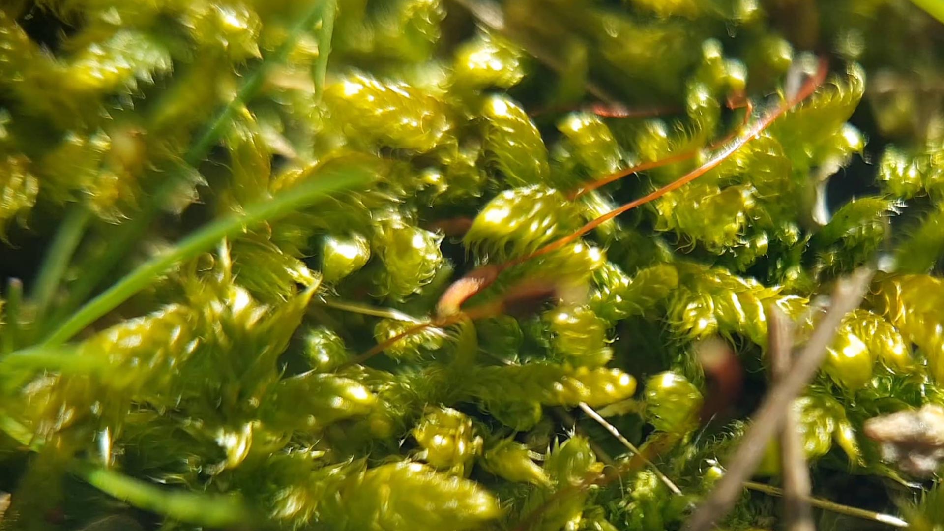 mousse en macro photographie