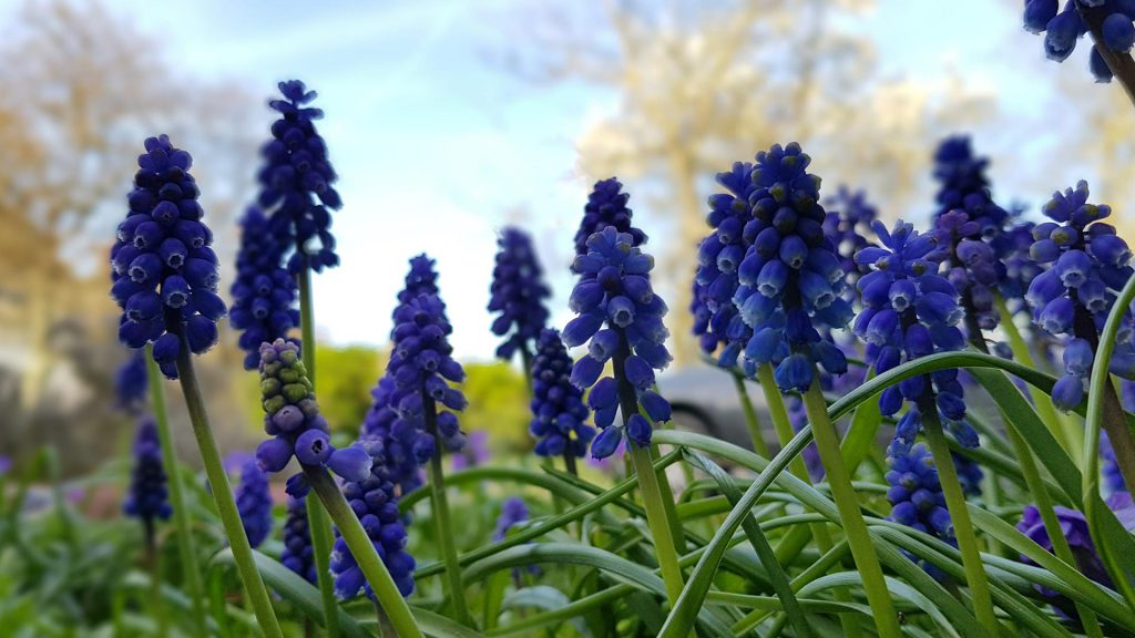 muscari en fleurs, la biodiversité passe aussi par les fleurs