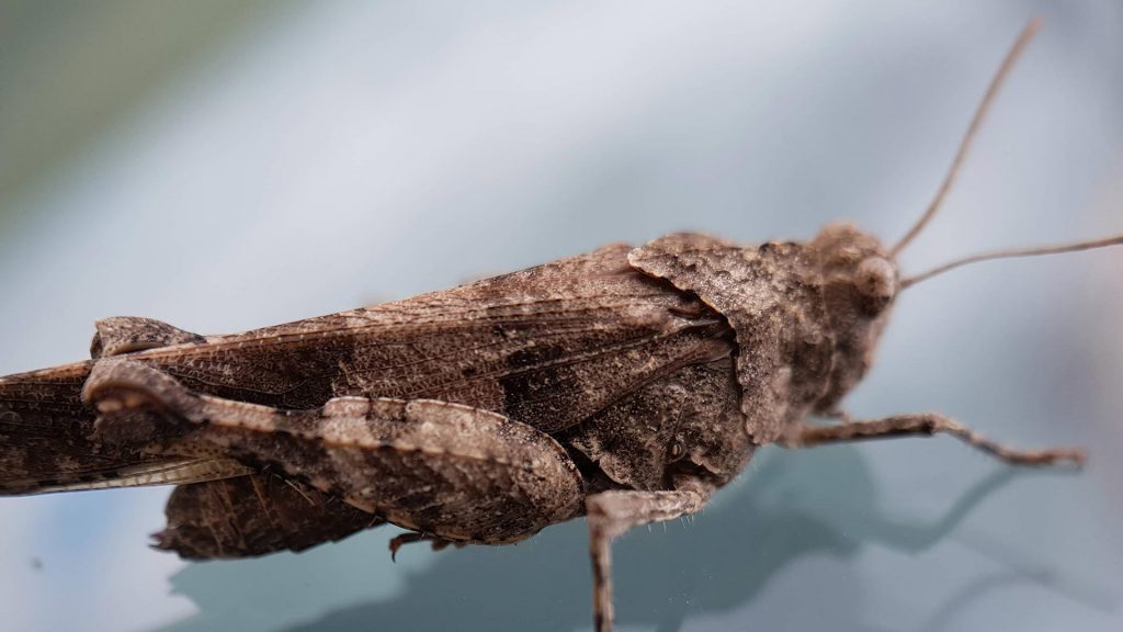 oedipoda ailes bleues