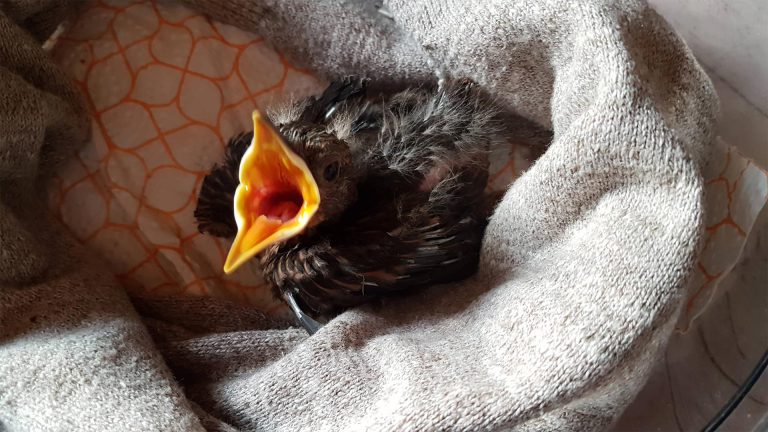 comment agir ? sauvetage d'un oisillon tombé du nid