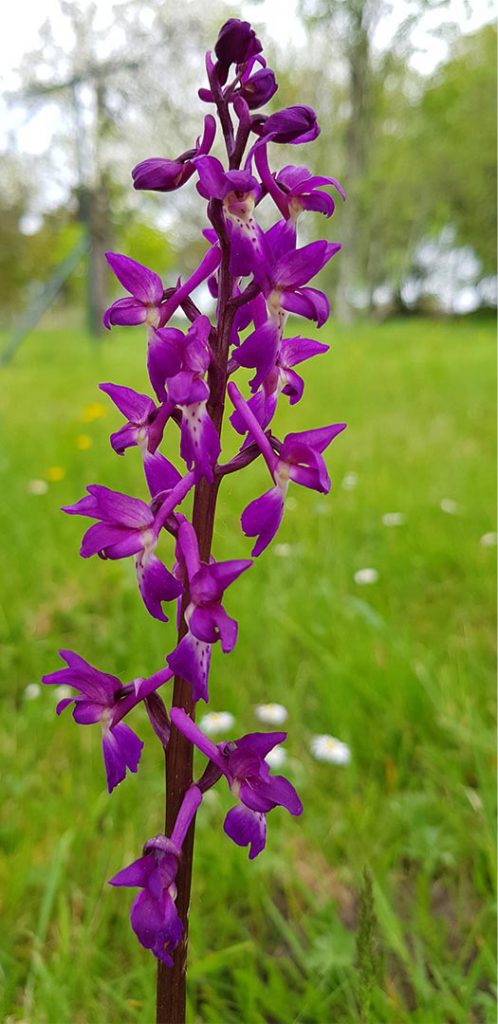 orchidée sauvage