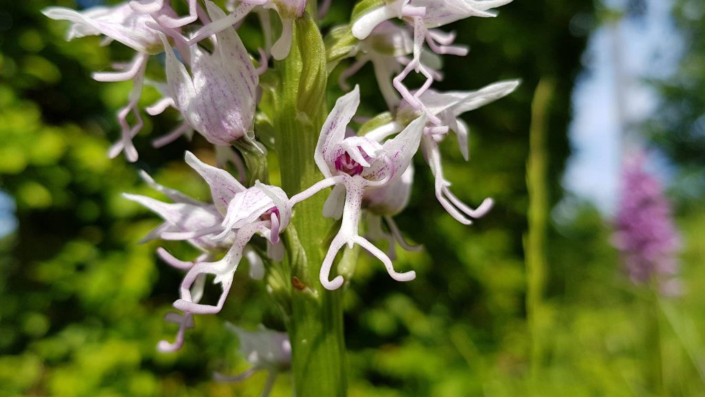 orchidées (orchis) singe. Comme une galerie de petits personnages qui dansent.