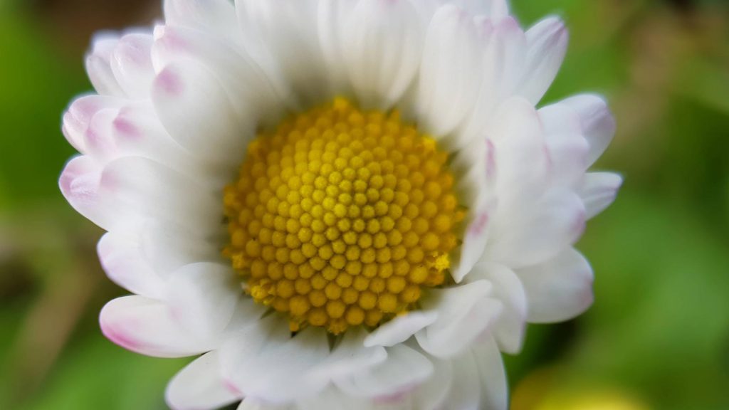 pâquerette en fleurs