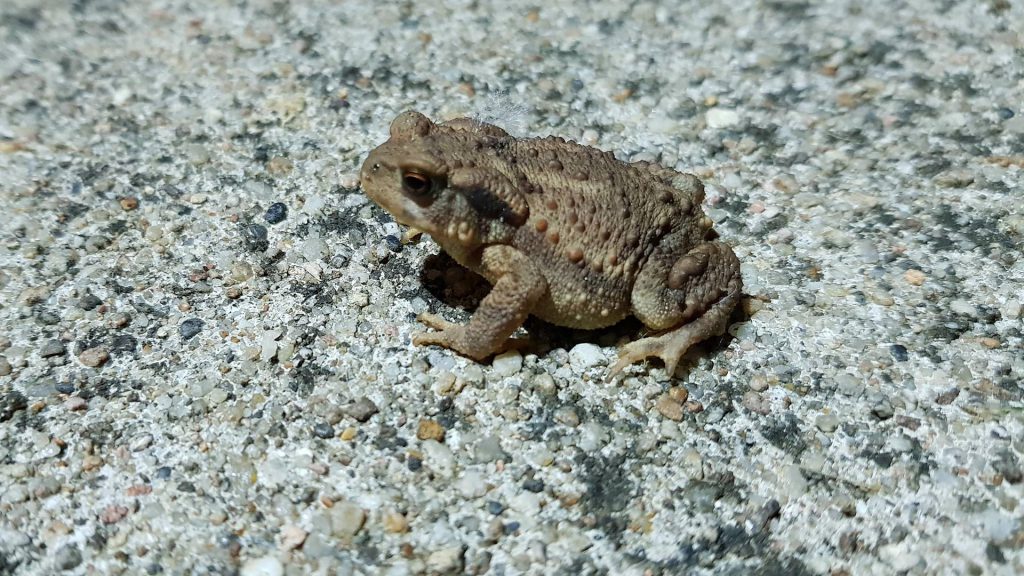 petit crapaud qui symbolise la faune sauvage de nos mares