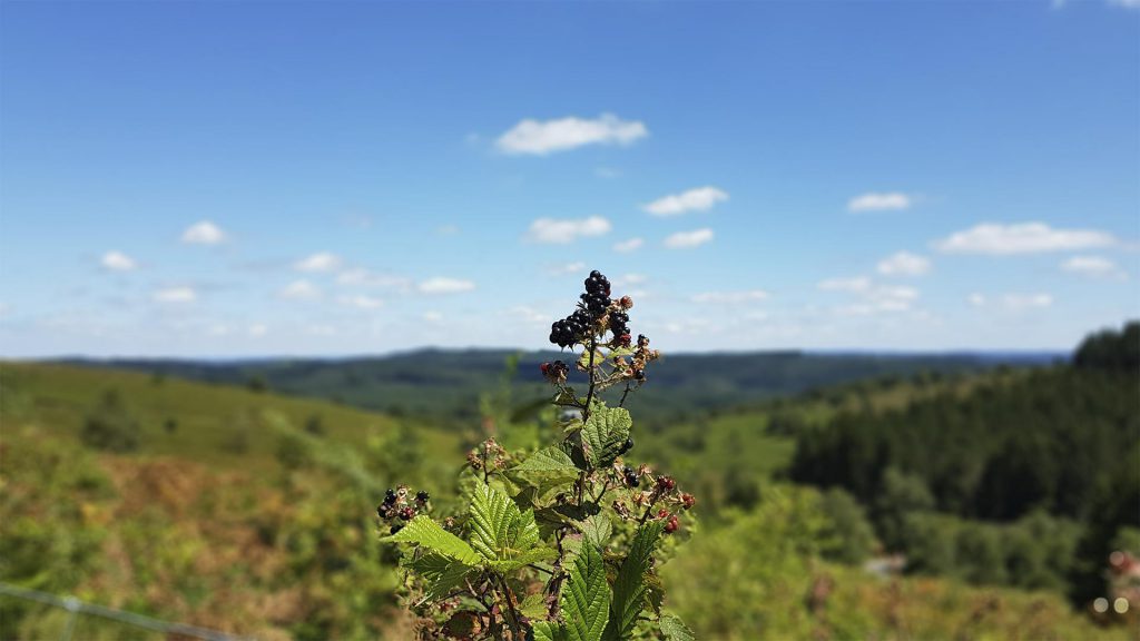 petites mures sauvages