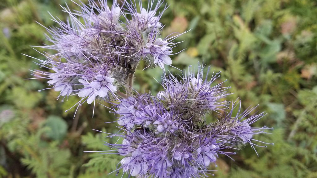 Phacélie que l'on trouve dans les champs