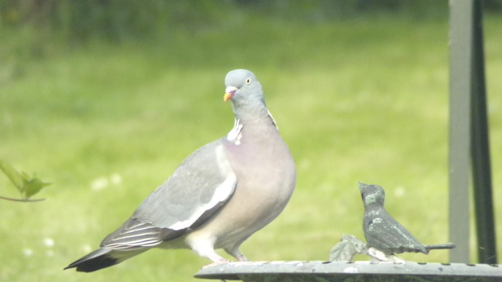 Le pigeon, symbole des interactions oiseaux hommes