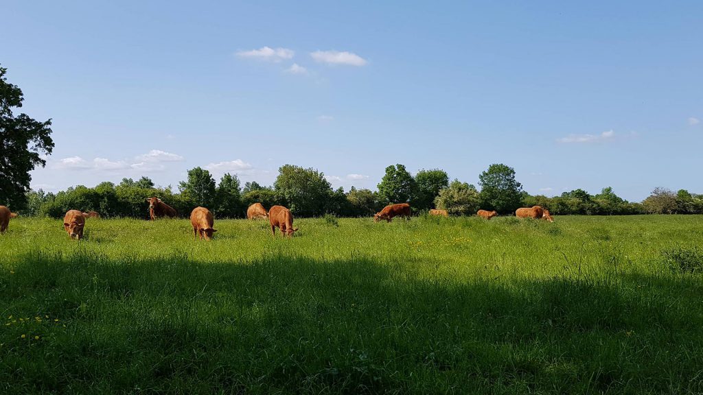 pré à vaches