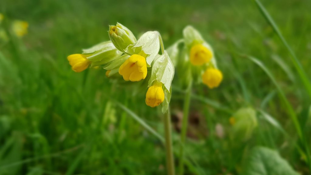 Primevère officinale que l'on trouve souvent sur les bords de routes