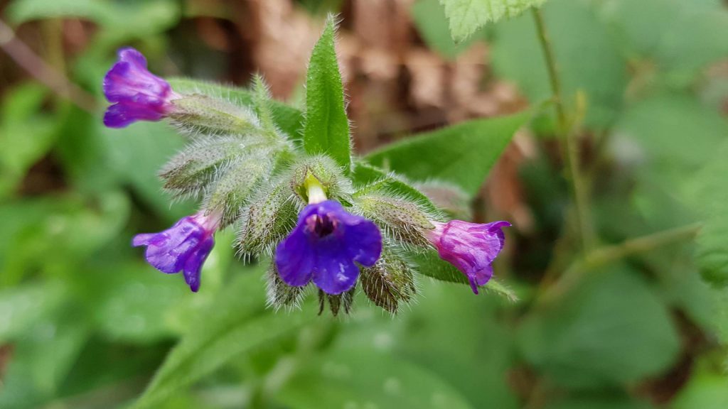 pulmonaire petites fleurs sauvages