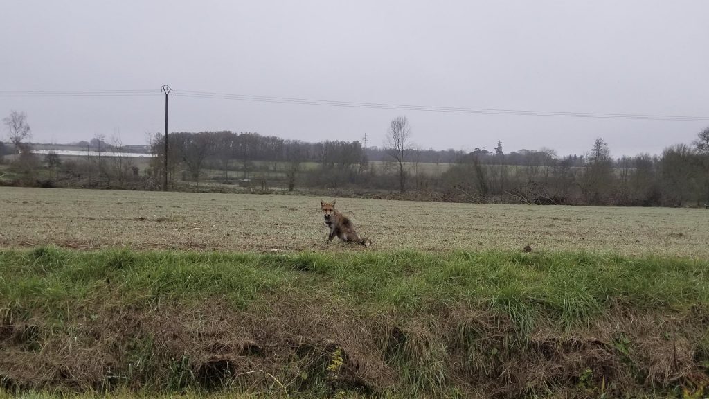 renard, mal aimé des chasseurs, à tort.
