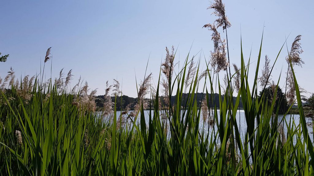 roseau commun photo au bord d'un étang. Thème les paysages