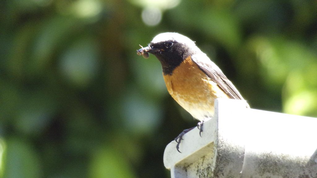 rouge queue à front blanc