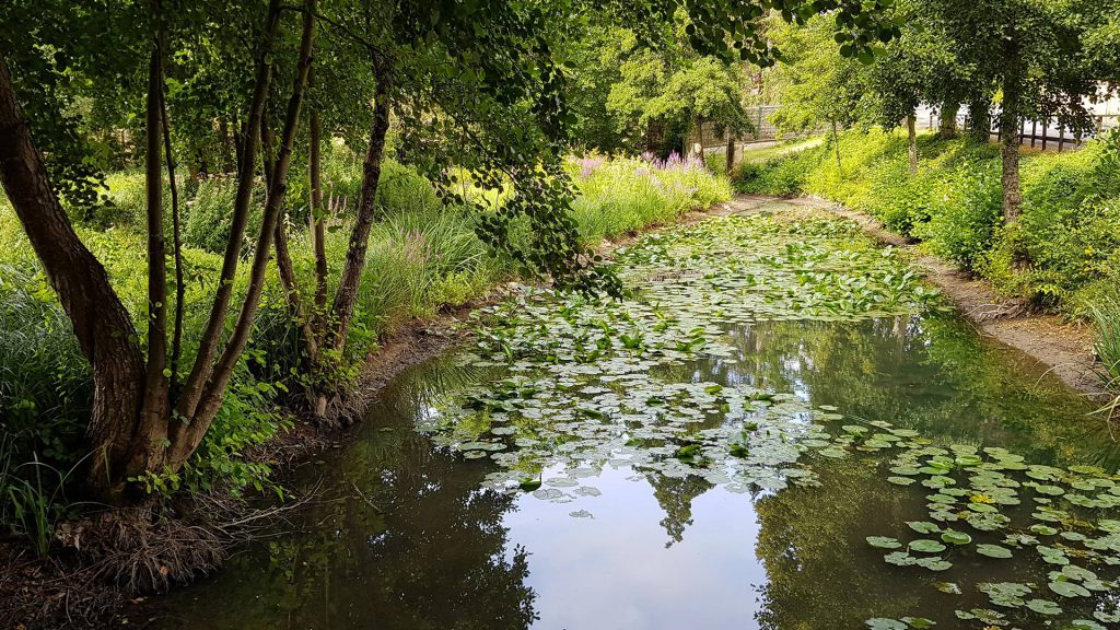 ruisseau et nénuphars