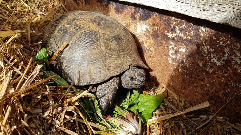 tortue terrestre