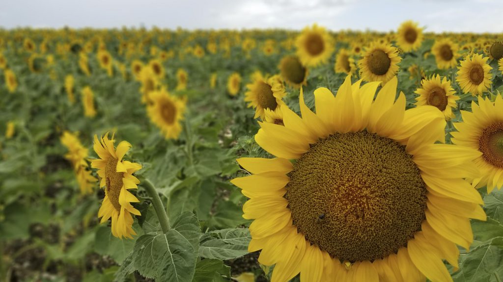 Champs de tournesols
