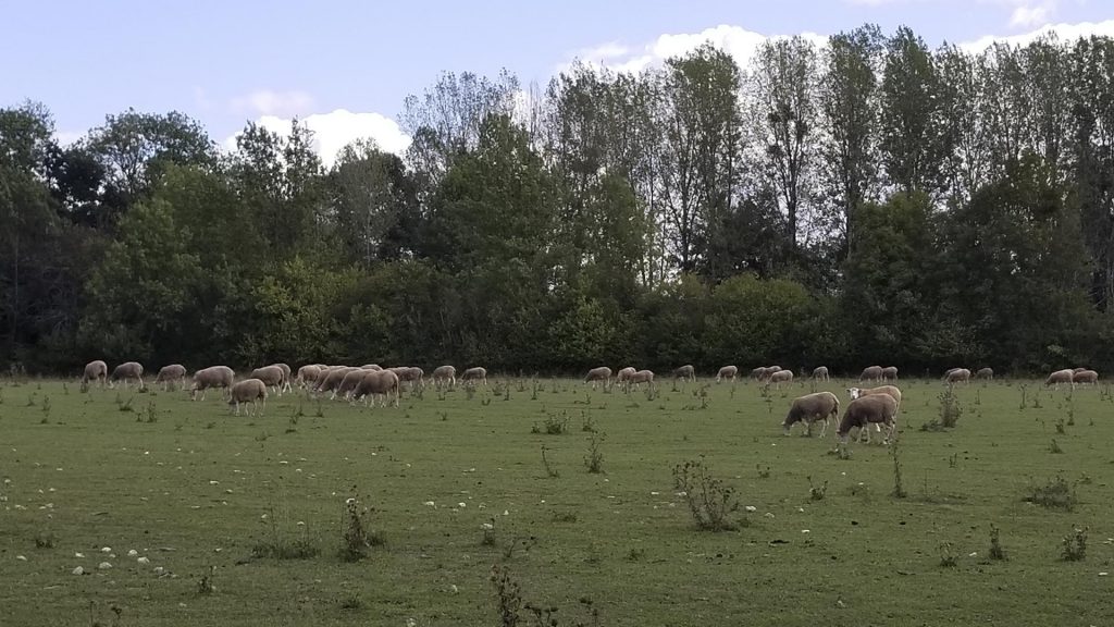 troupeau de moutons