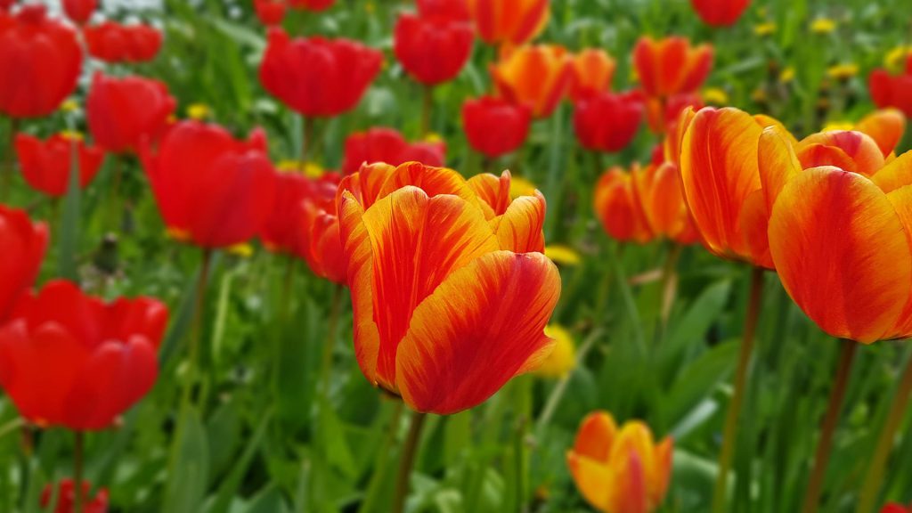Tulipes au jardin