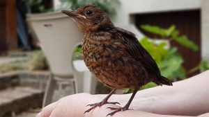 sauvetage d'un merle 16 -ème jour