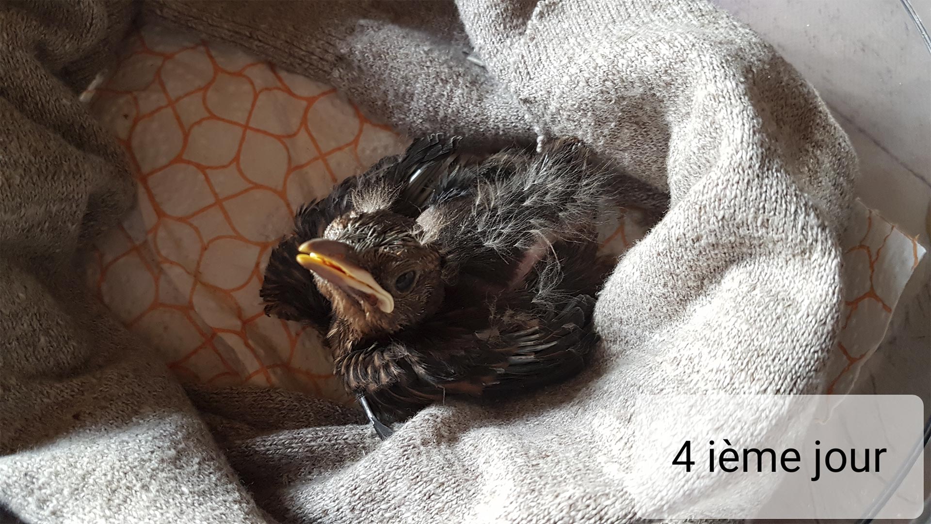 sauvetage d'un merle 4 eme jour