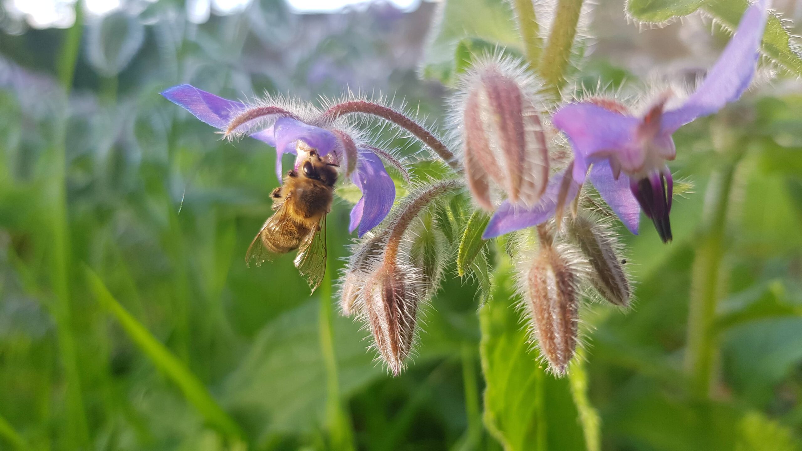 Protéger les abeilles