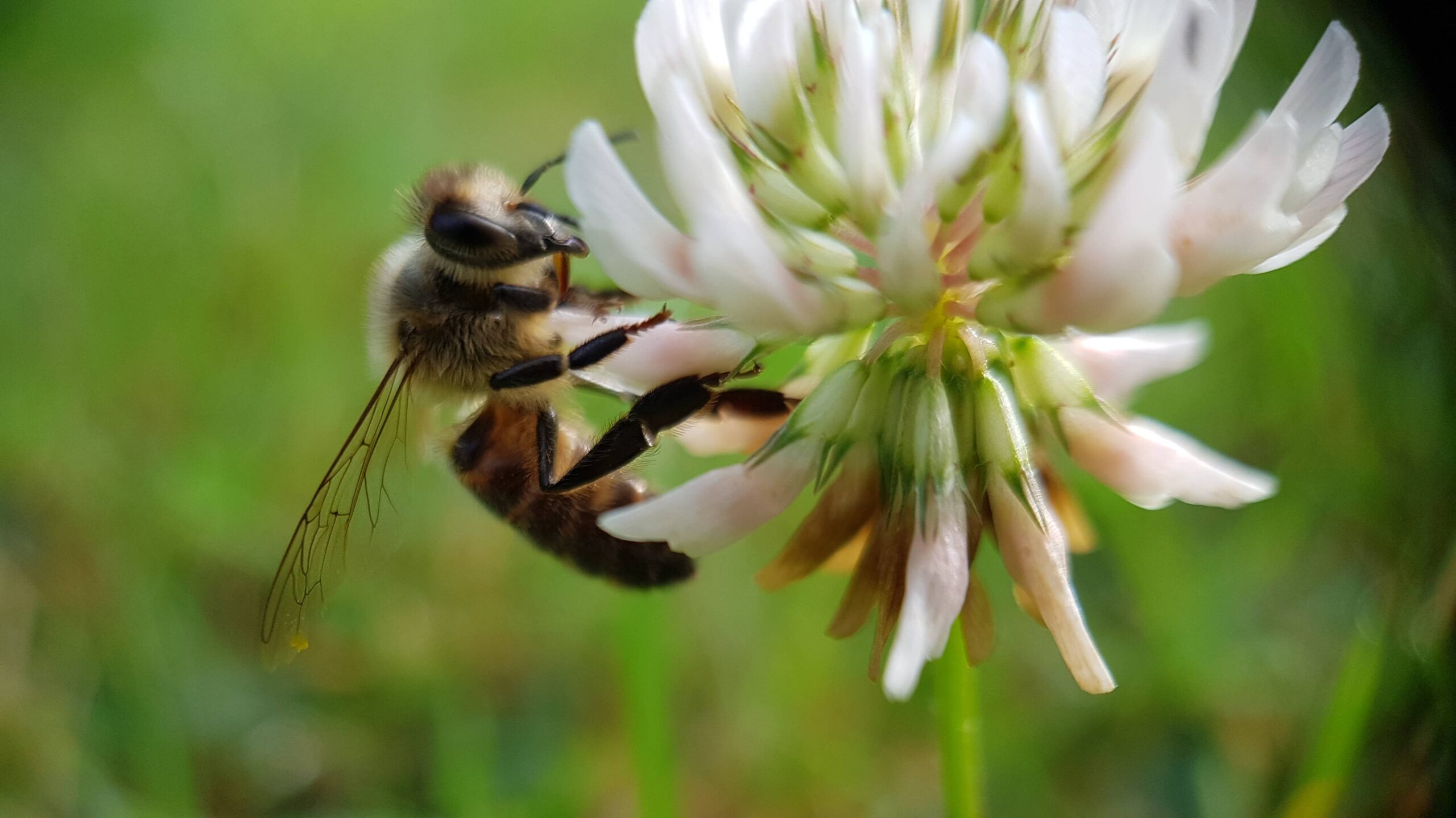 Protéger les abeilles