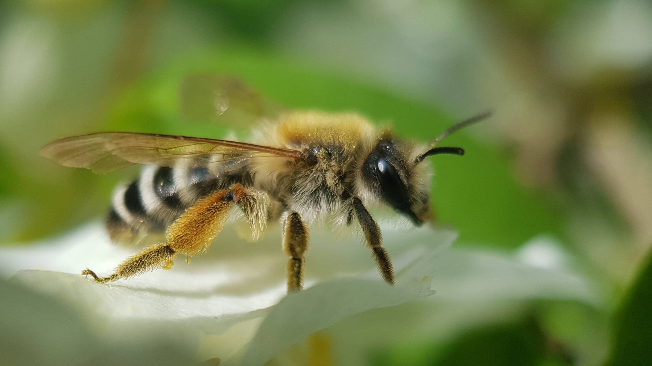Protéger les abeilles