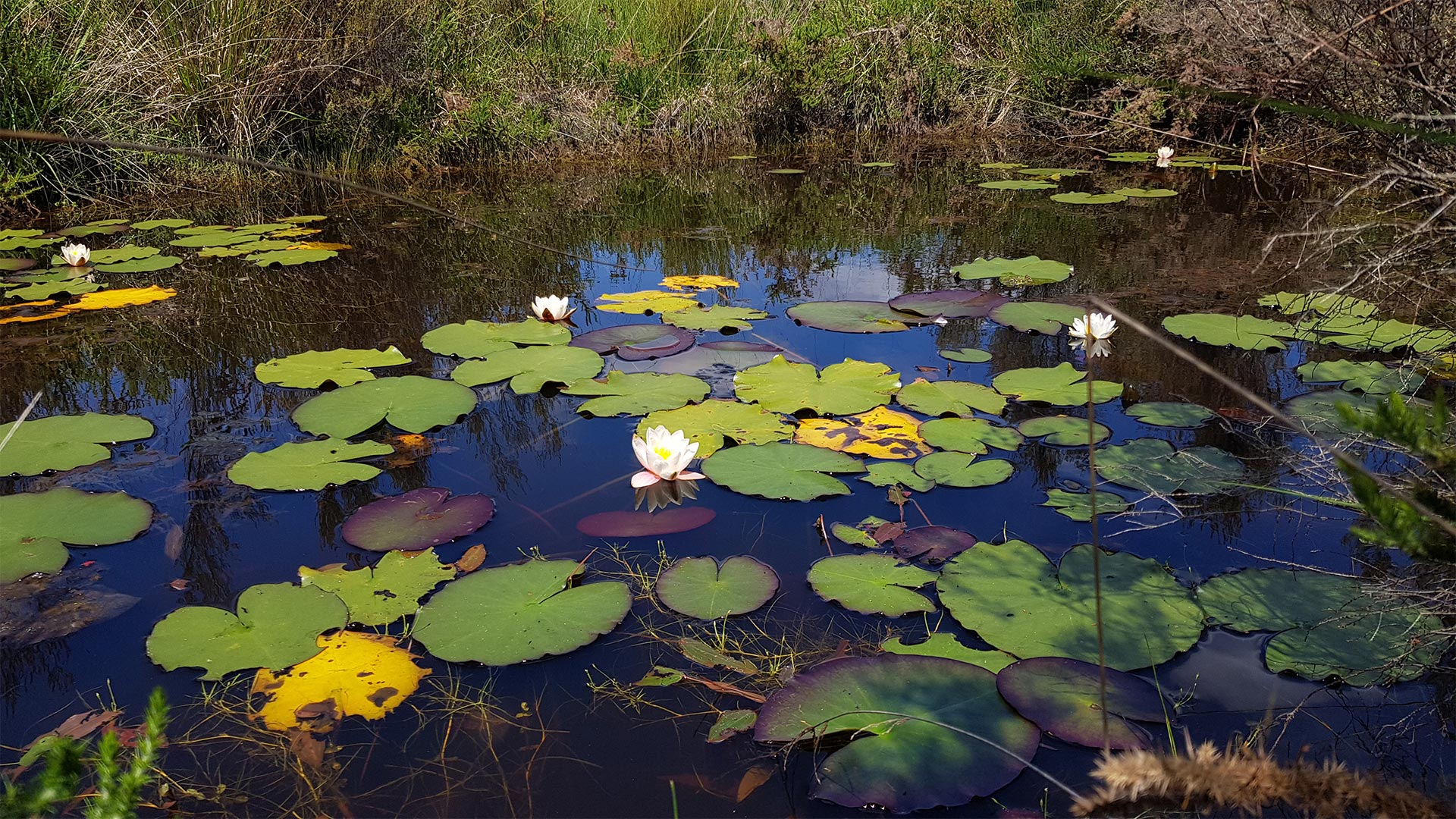Mare avec nénuphars