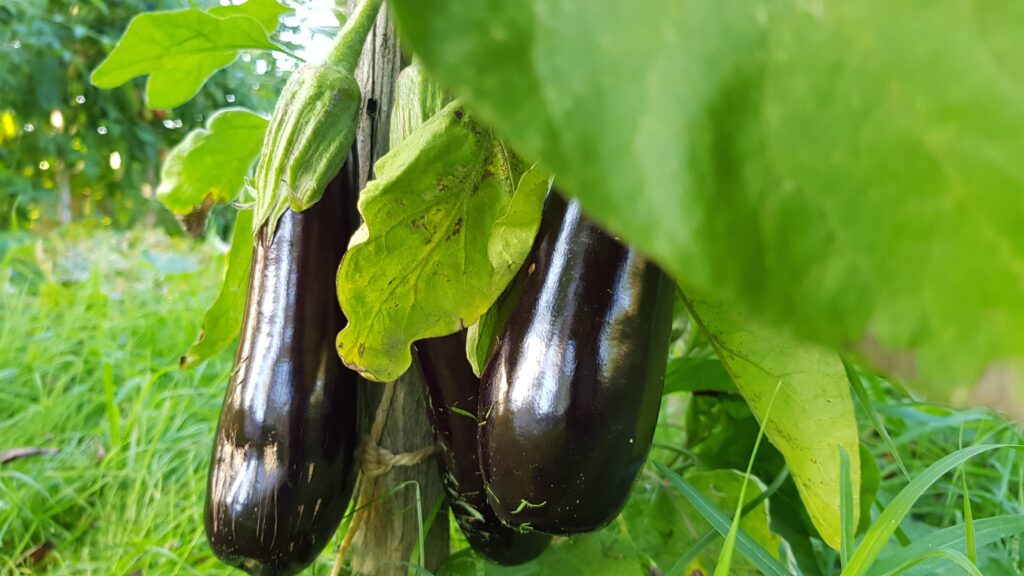 Aubergines