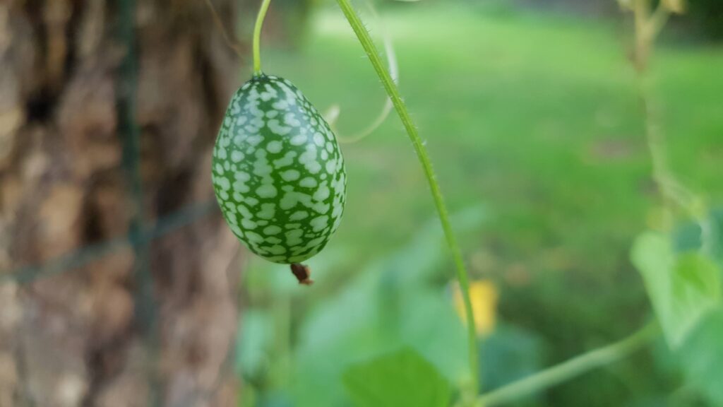 Concombre á confire