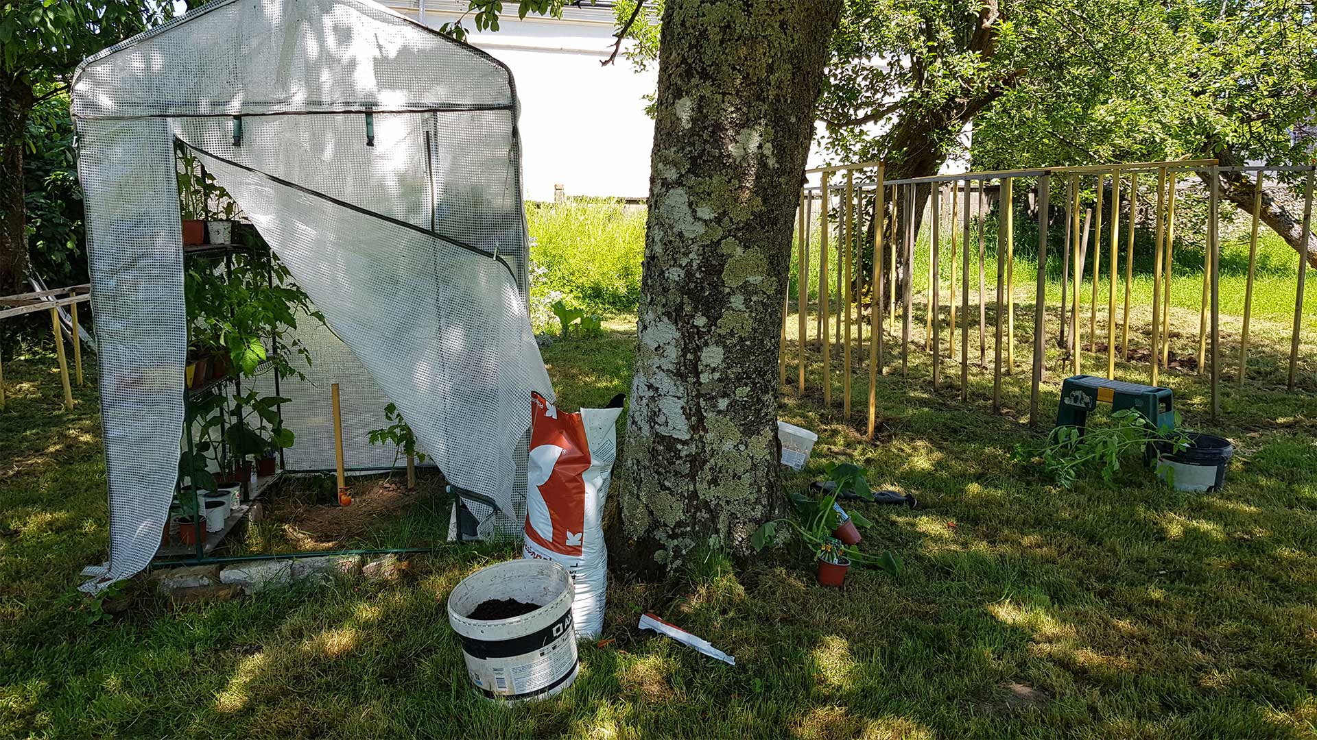Potager naturel à l'ombre sous les merisiers