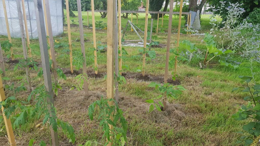 Jardin naturel sous les arbres