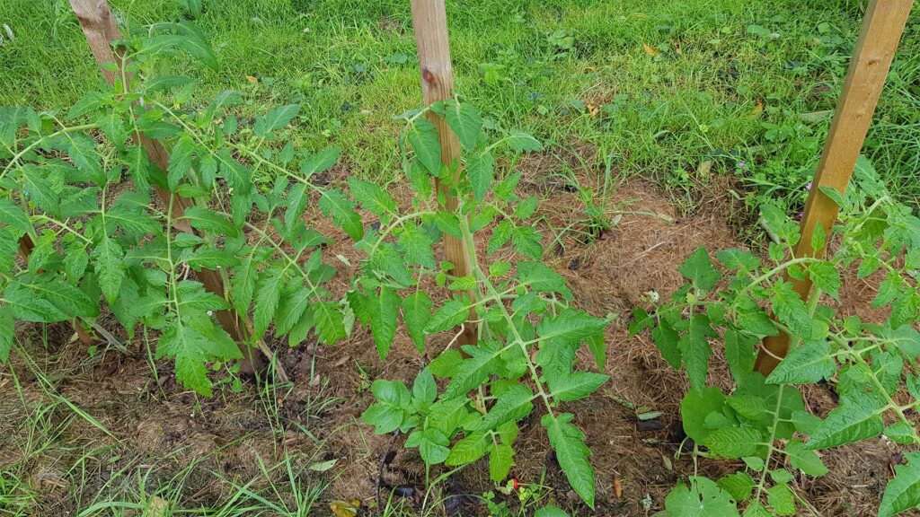 Jeunes pieds de tomates