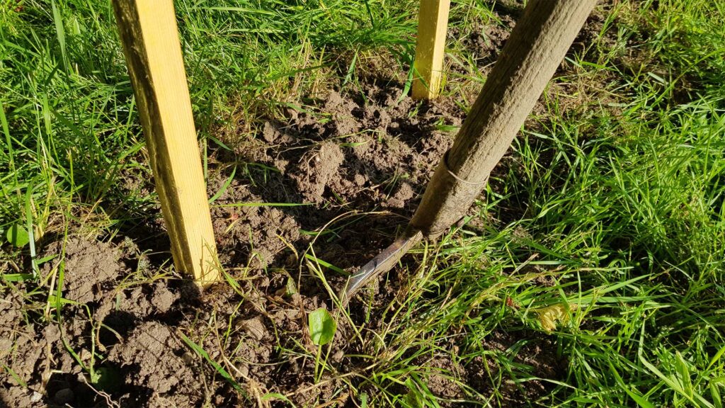 Très léger bêchage pour retirer l'herbe