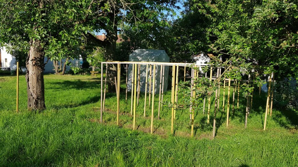 Piquets à tomates dans le soleil du matin