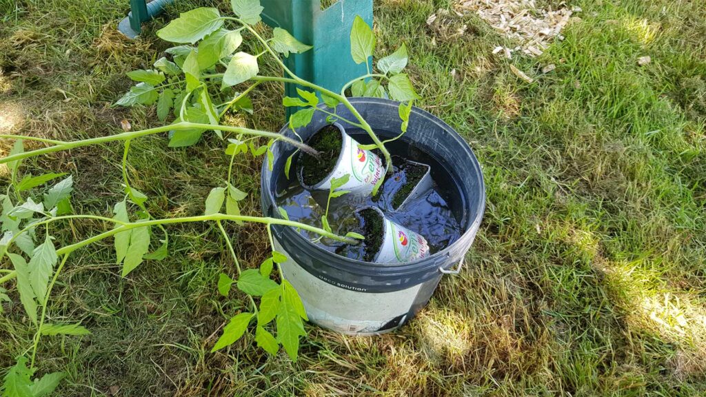 trempage_avant-plantage