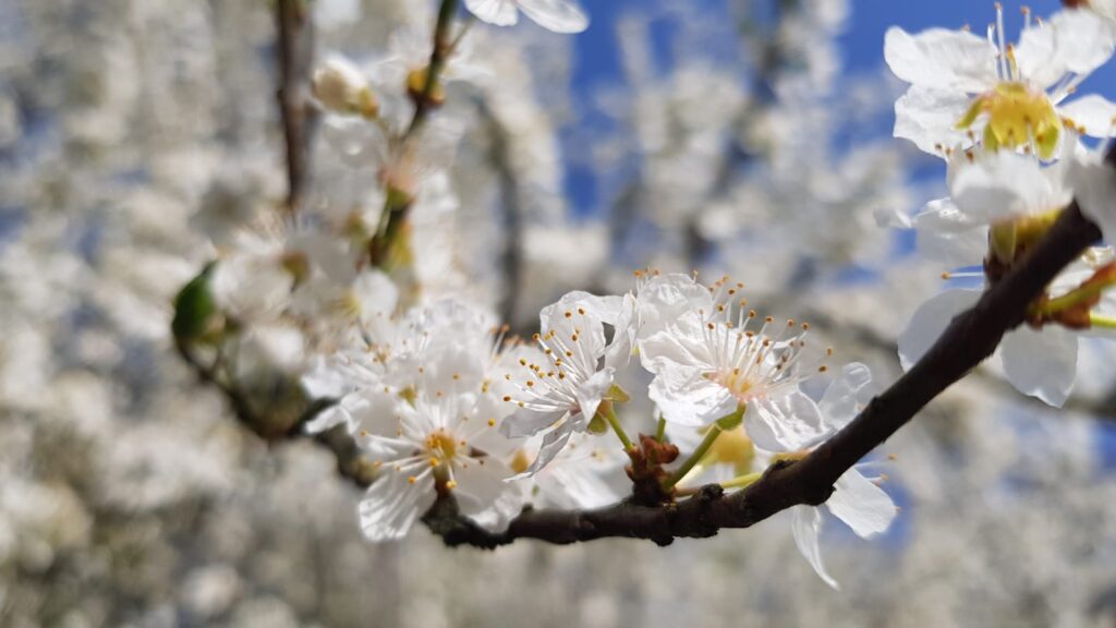 Fleurs de prunier sauvage