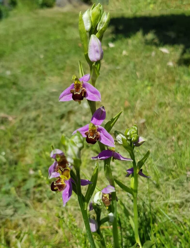 Ophrys abeille