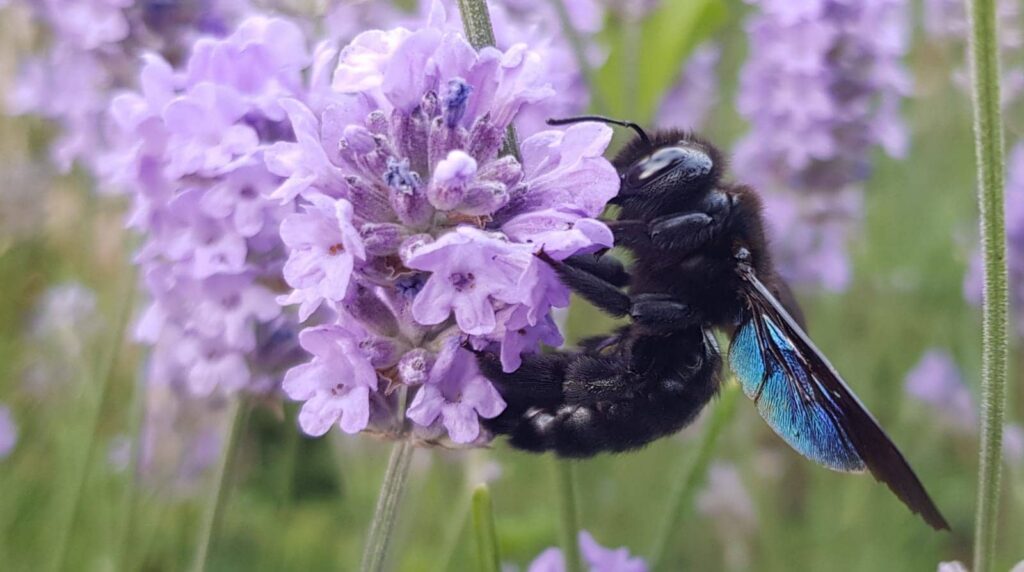Abeille Charpentière