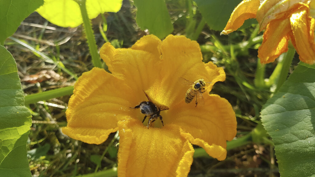 Abeille et bourdon dans une fleur de potiron