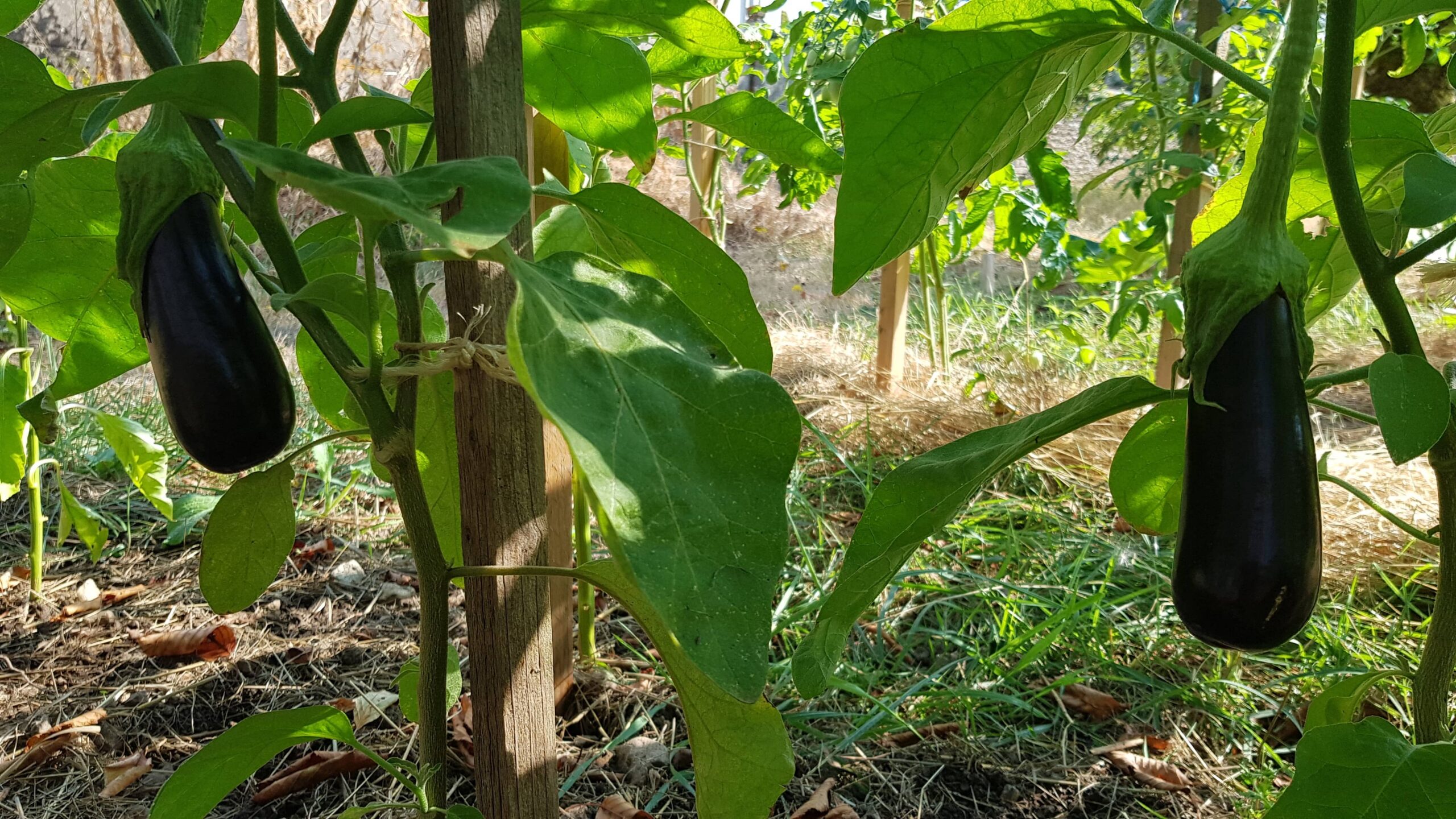 Aubergines