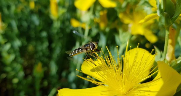 Autre pollinisateur - Un syrphe sur une fleur de millepertuis