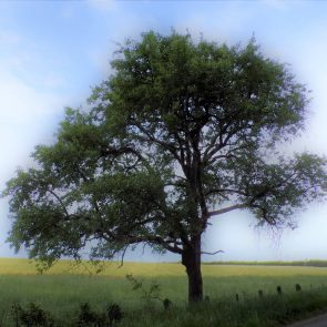 arbre de nos campagnes, le jeune chêne en est un symbole