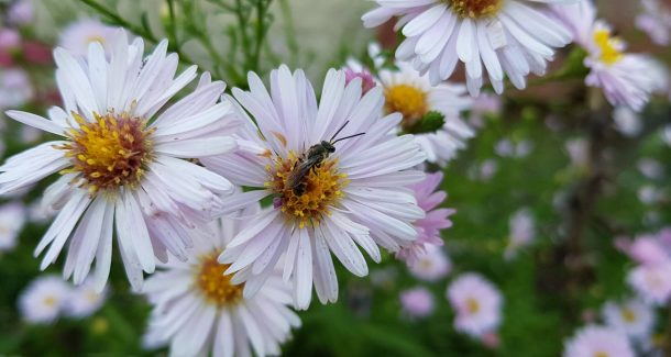 Abeille solitaire qui butine