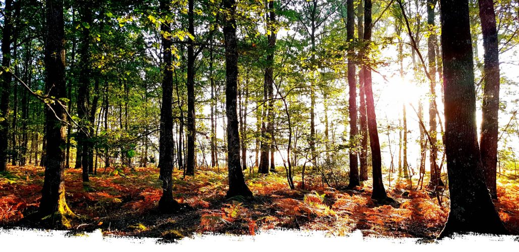 Bois qui pourrait alimenter les histoires de "Chronique d'un chêne"