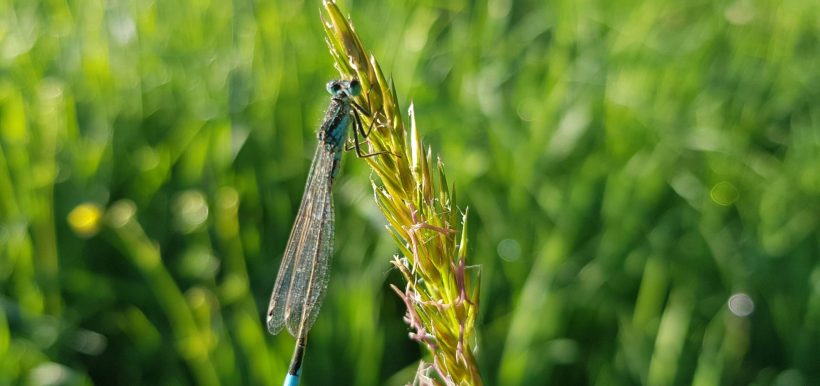 Libellule Demoiselle