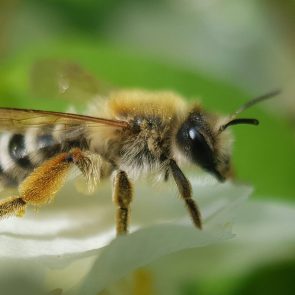 Protéger les abeilles