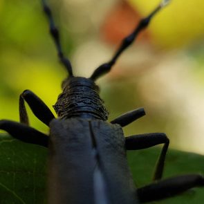 capricorne du bois vu en macro photo